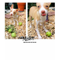 Mister Likes Them Apples! t-shirts