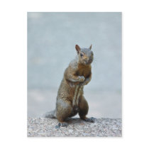Mister Squirrel Postcard