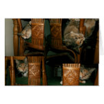 mister the cat greeting card