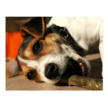 Misty - Chewing Stick Postcard