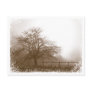 Misty Morning Tree Postcard