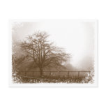 Misty Morning Tree Postcard