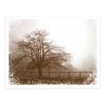 Misty Morning Tree Postcard postcards