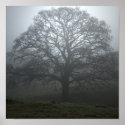 Misty Oak Posters