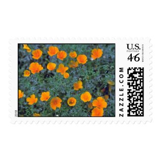 Misty Orange Stamps