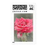 Misty Rose Postage