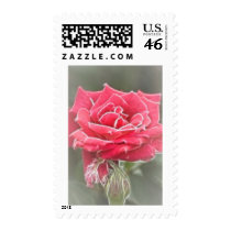 Misty Rose Postage