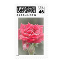 Misty Rose postage