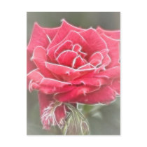 Misty Rose Postcards