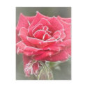 Misty Rose postcards