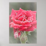 Misty Rose Print