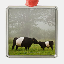 Misty scene of belted galloway cow mothering her christmas ornaments