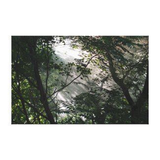 Misty Trees