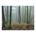Misty woods posters