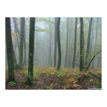 Misty woods posters