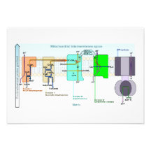 Mitonchondrial Intermembrane Space Diagram Announcement