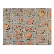 Mitosis Postcards
