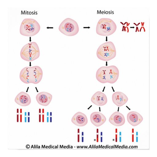 DIAGRAM Venn Diagram Of Mitosis And Meiosis Biology Diagrams