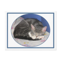 Mittens Kitten Nap Postcard