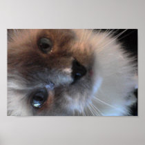 Mittens Print