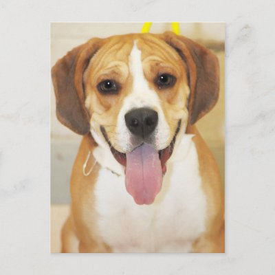 http://rlv.zcache.com/mixed_breed_beagle_bulldog_postcards-p239471264695555160trdg_400.jpg