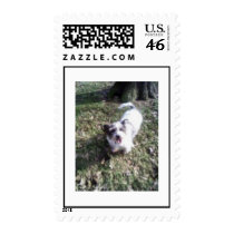 Mixed-breed dog postage by dusty641 Mixed-breed dog postage
