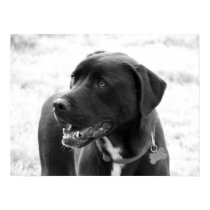 Mixed Breed posters by iiiyaaa Mixed Breed posters