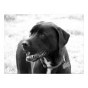 Mixed Breed posters