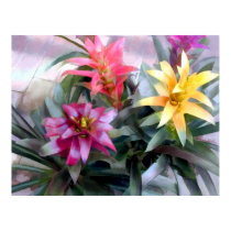 Mixed Bromeliads posters by ElainePlesser Mixed Bromeliads posters
