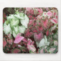 Mixed Caladiums mousepads