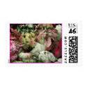 Mixed Caladiums postage