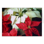 Mixed Color Poinsettias 2 Cards