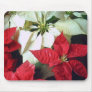 Mixed Color Poinsettias 2
