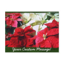Mixed Color Poinsettias 3 postcards