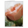 Mixed Cut Roses 4