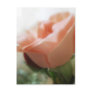 Mixed Cut Roses 4