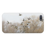Mixed Ducks iPhone 5 Cover - Savvy