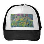 Mixed hardwood forest, Gatineau Park, Quebec, Cana Trucker Hat