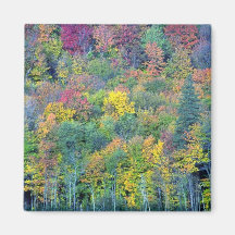 Mixed hardwood forest, Gatineau Park, Quebec, Cana Fridge Magnet