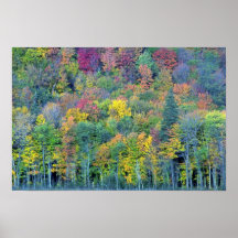 Mixed hardwood forest, Gatineau Park, Quebec, Cana Print