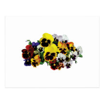 Mixed Pansies Post Cards
