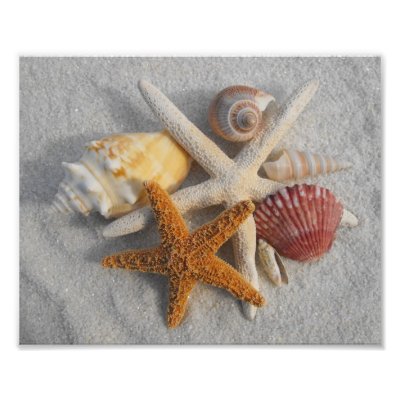 Mixed Sea Shells and Starfish on White Sand Beach from Zazzle.com 