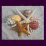 Mixed Sea Shells and Starfish on White Sand Beach