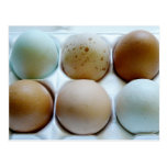 Mixed up Egg Carton Post Card