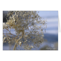 MIY Flower, Chantilly Lace by MaddyLane Designs cards