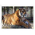 Mjajestic Tiger posters