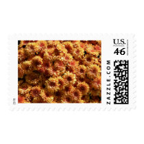 Mob O'Mums postage by AngelasFocusedOnYou Mob O'Mums postage