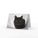 Moby in cat igloo cards