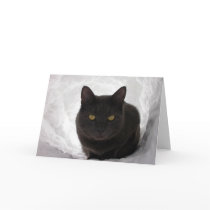 Moby in cat igloo cards