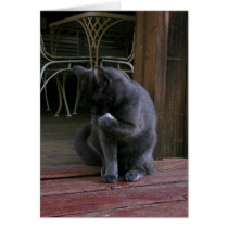 Moby on the porch cards